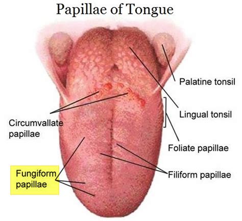 Glossitis causes, glossitis types and glossitis treatment