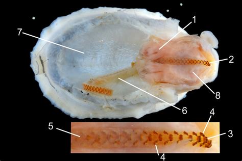 What Is the Toothiest Animal on Earth? | Live Science