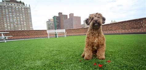 Bay Area Pet Turf Installation | Artificial Pet grass | SYNLawn