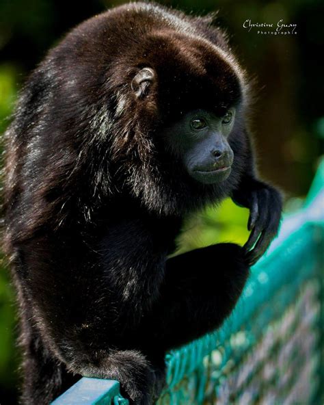 Occidental Tamarindo -Costa Rica Tamarindo, Costa Rica, Gorilla, Trip ...