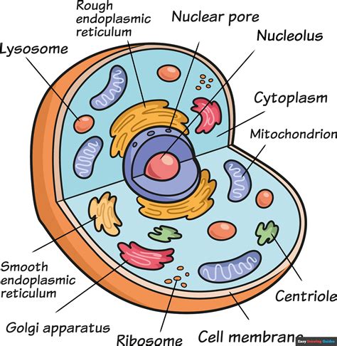 How to Draw an Animal Cell - Really Easy Drawing Tutorial