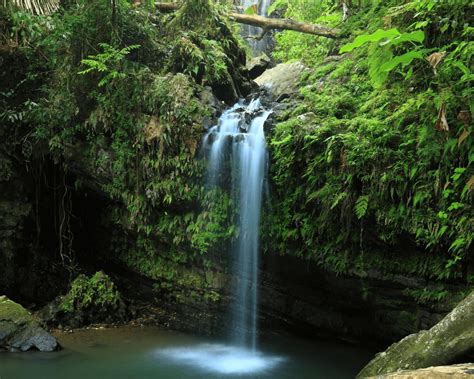 El Yunque Waterfall & Hiking Guide - Snorkel and Hike