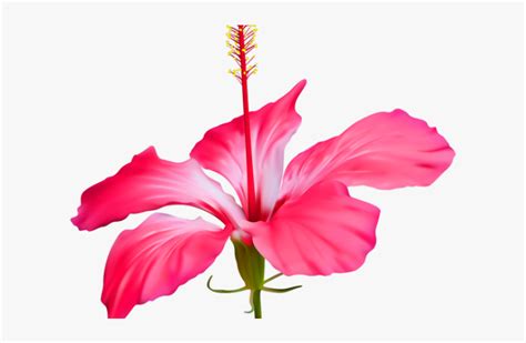 Gumamela Flower Clipart | Best Flower Site