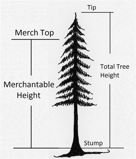 2.2 Determining Tree Height – Forest Measurements