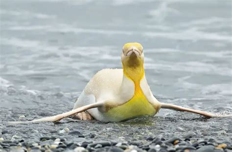 Wildlife Photographer Captures Rare Yellow Penguin