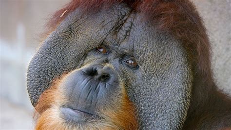 Sumatran orangutan male with cheek pads | Sumatran orangutan, Orangutan ...