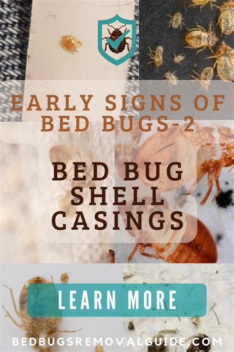 Shells are the hard external coverings of bed bugs; bed bugs’ exoskeletons are shed periodically ...