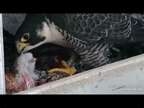 Great Spirit Bluff Falcons : Welcome Eyas #2 and 1st feeding (explore ...