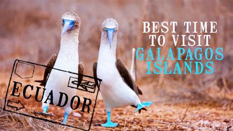 Best Time To Visit Galapagos Islands