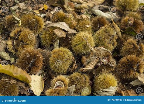 Forest Marroni chestnut stock image. Image of objects - 179721907