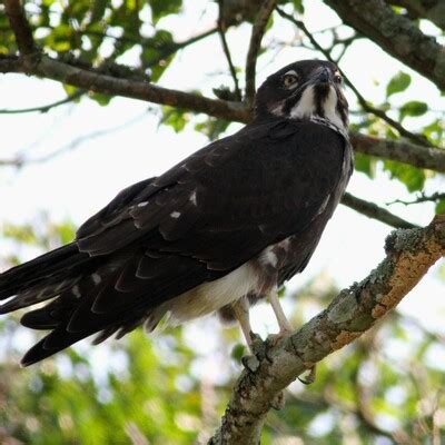 Bat Hawk (Macheiramphus alcinus) :: BirdWeather