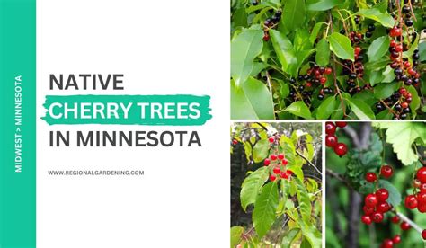 3 Native Cherry Trees In Minnesota (Photos, Identification & Care) - Regional Gardening