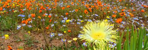 Wild Flower | Tours | South Africa