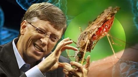 Dengue Fever Outbreak In Brazil Due To GMO Mosquitoes Released In 2023 ...