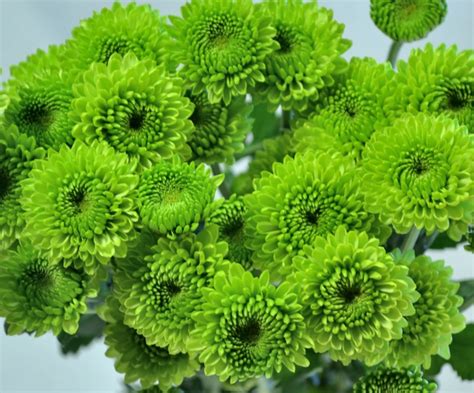 Button Poms green | Raw Flowers | Pinterest | Green and Buttons