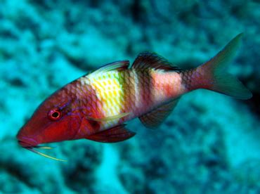 Manybar Goatfish - Parupeneus multifasciatus - Goatfishes - - Hawaii Reefs