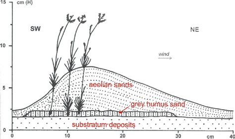 Aeolian landforms in eastern part of sandpit in Bukowno (after... | Download Scientific Diagram