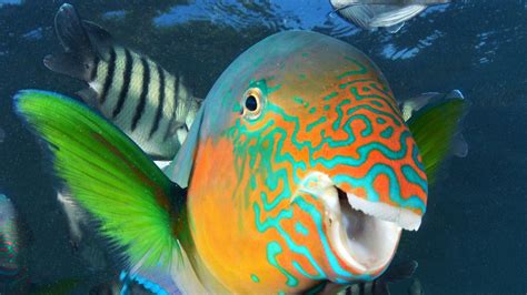 Parrotfish thrive on bleached coral Great Barrier Reef | The Courier Mail