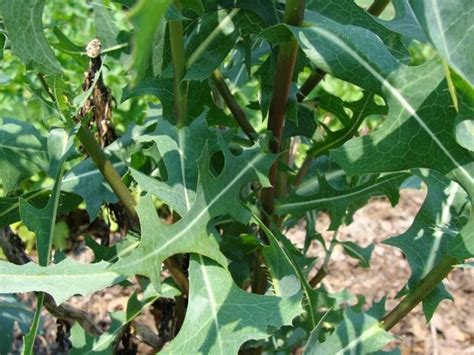 75 Prickly Opium Lettuce Lactuca Serriola Seeds | Etsy