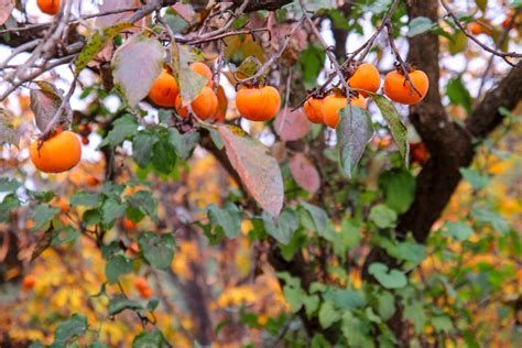 Persimmon Fertilizer Guide – How Much Fertilizer Does A Persimmon Tree Need