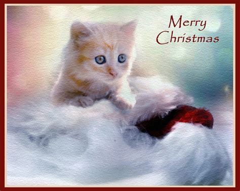 Christmas Kitten Greetings Card Free Stock Photo - Public Domain Pictures