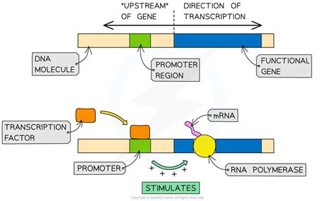 AQA A Level Biology复习笔记8.2.5 Regulation of Transcription-翰林国际教育