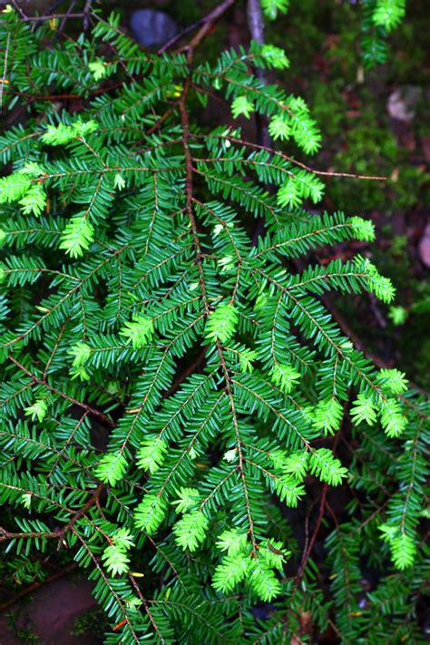 Four Types of Hemlock Trees | Hunker