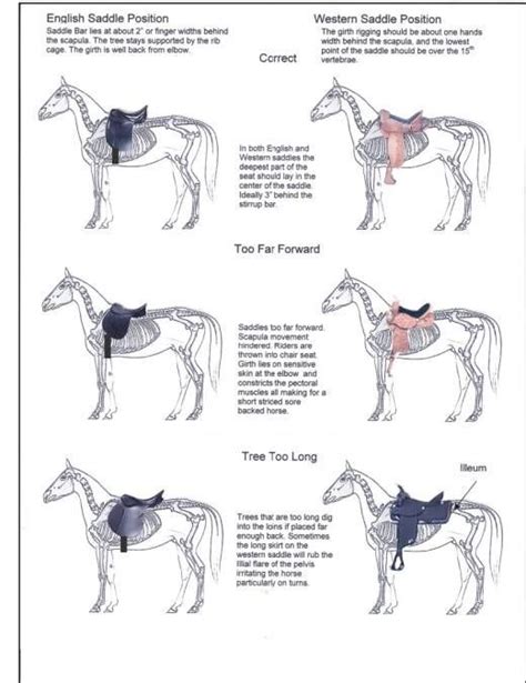 English Saddle Fitting Chart