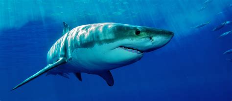 Great white shark diet surprises scientists - Scimex
