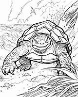 Gamera Coloring Pages sketch template