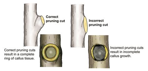 Winter is a good time to prune trees and shrubs | UMN Extension