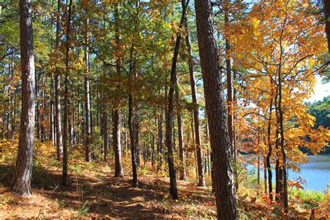 Cedar Lake Trail Fall Pics (Ouachita Forest) | Arklahoma Hiker