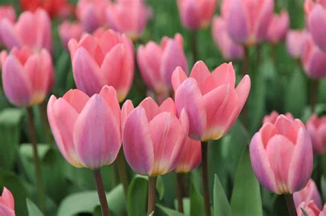 10 Tulips In Alaska to Plant This Autumn