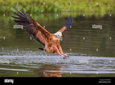 Black-collared hawk attacking prey Stock Photo - Alamy