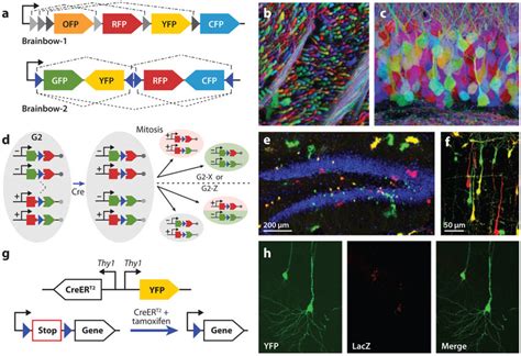 Fluorescent tool mice for microscopy studies. (a) Two strategies for... | Download Scientific ...