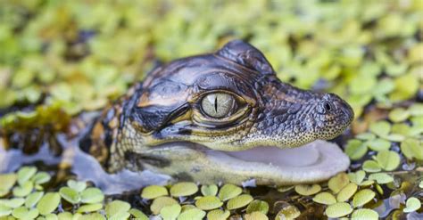 Baby Crocodile: 5 Hatchling Pictures & 5 Facts - A-Z Animals