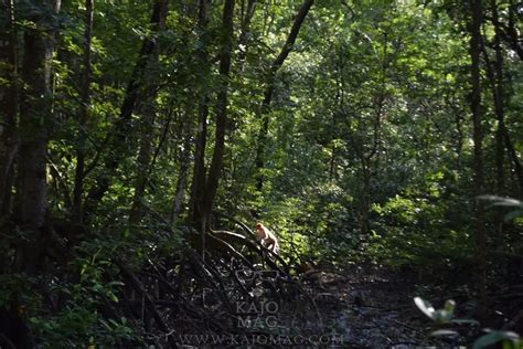 Saying hello to the proboscis monkey in Tarakan's Bekantan and Mangrove ...