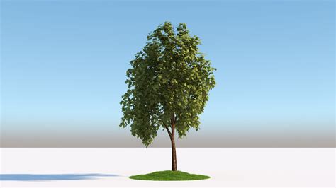 Tree 3D Model Rhino