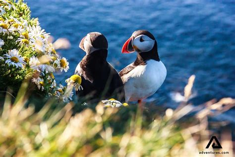 Volcano & Puffins | Westman Islands Day Tour | Adventures.com