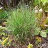 Shenandoah Switch Grasses for Sale | FastGrowingTrees.com