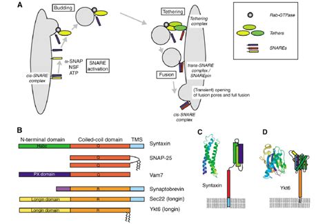 SNARE function in trafficking and SNARE domain structure. (A) Vesicle... | Download Scientific ...