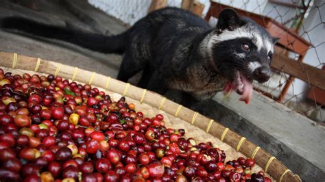 Now A Test Can Tell If Your Pricey Cup Of Cat Poop Coffee Is Fake : The Salt : NPR