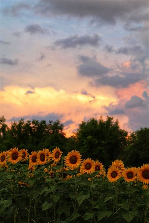 Sunflower Sunrise | Smithsonian Photo Contest | Smithsonian Magazine