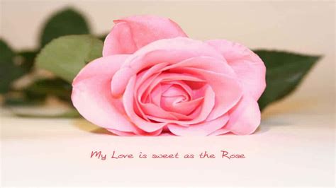 Pink Love Quotes Wallpapers - Wallpaper Cave