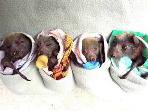 Help Baby Bats Take Flight! - GlobalGiving