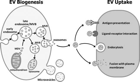 Biogenesis and uptake of extracellular vesicles. Exosomes form by... | Download Scientific Diagram