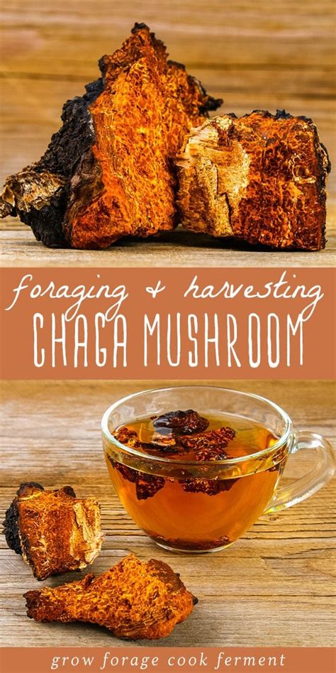 Foraging and Harvesting Chaga Sustainably + Chaga Benefits