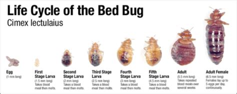 BED BUGS 101 - Find It K9 Detection