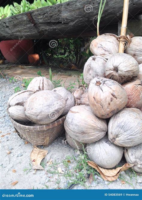 Brown coconuts stock image. Image of fresh, organic, green - 54083569