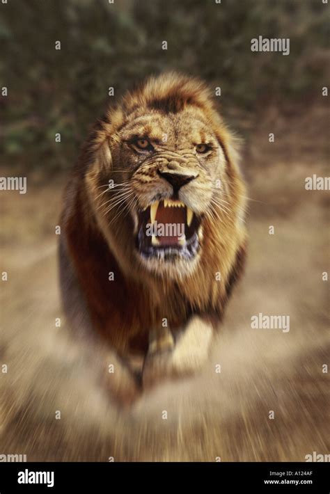 Lion charging South Africa Stock Photo: 74927 - Alamy